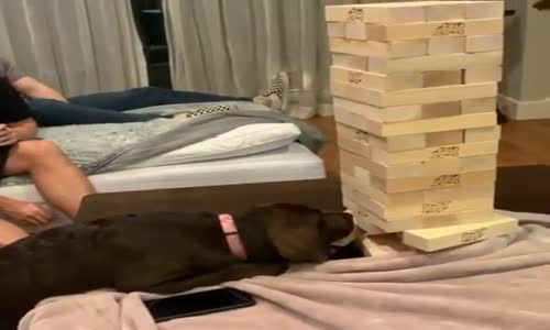 Müthiş Bir Jenga Hamlesi Yapan Sevimli Köpek