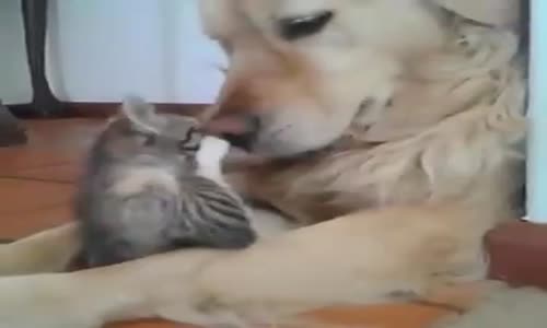 Kedi Ve Köpeğin Aşkı