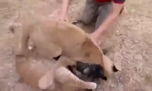 Köpekle Aslanların Dostluğu