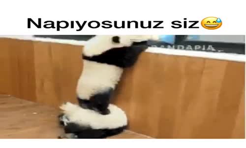 Birbirlerinin Üstüne Çıkan Pandalar 