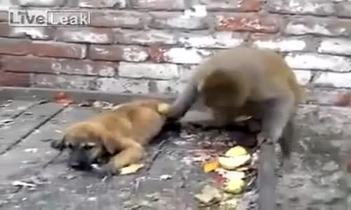 Yavru Köpekle Dalga Geçen Psikopat Maymun