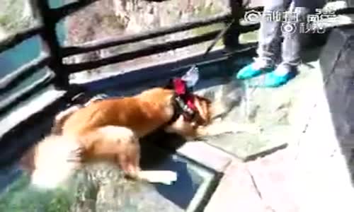 Cam Köprüden Geçmeye Çalışan Köpek