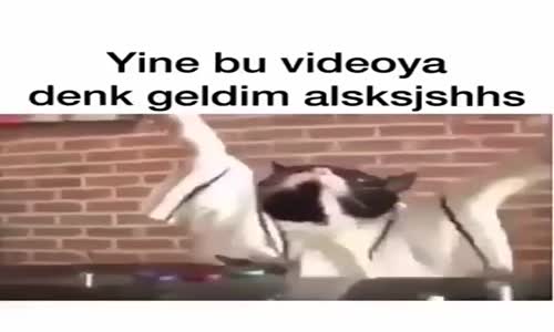 Bu Kediye Gören İnsan Deli Olur