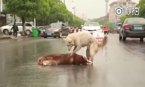 Araba Çarpan Arkadaşını Yolun Ortasında Uyandırmaya Çalışan Köpeğin İç Burkan Görüntüsü