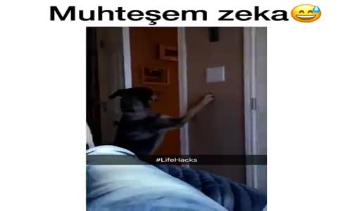 Muhteşem Zeka