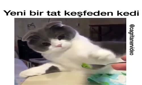 Yeni Bir Tat Keşfeden Kedi