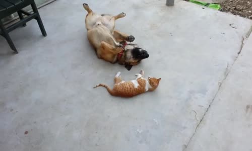 Kedi İle Köpeğin Kavgası