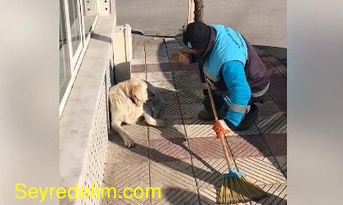 Sokak köpeğine serenat