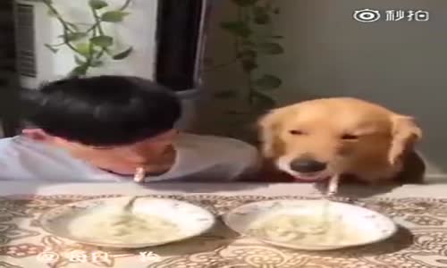 Sahibinin Yemeğinden Yiyen Köpek