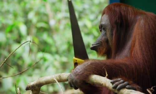 Testere Bulan Orangutan - Zeka İçerir