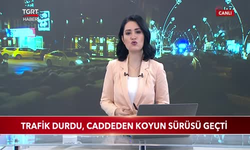 Tokat'ta Trafik Durdu, Caddeden Koyun Sürüsü Geçti 