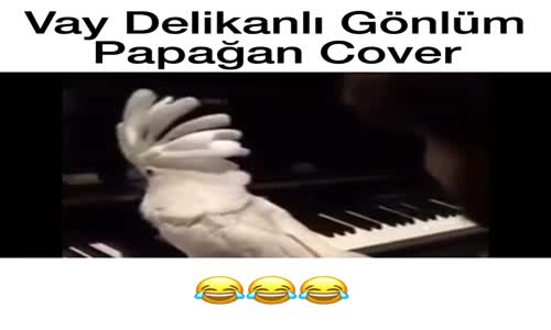 Vay Delikanlı Gönlüm Papağan Cover