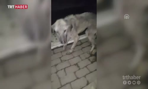 Ölmek Üzere Olan Sokak Köpeklerine Yeni Bir Hayat Sunan Mükemmel İnsan