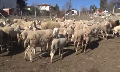 Yalova’nın kadın çobanı 170 hayvanlık sürüye bakıyor 