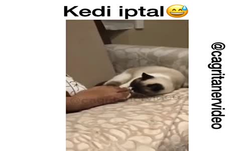 Sahibinin Ayağını Koklayan Kedi Öldü