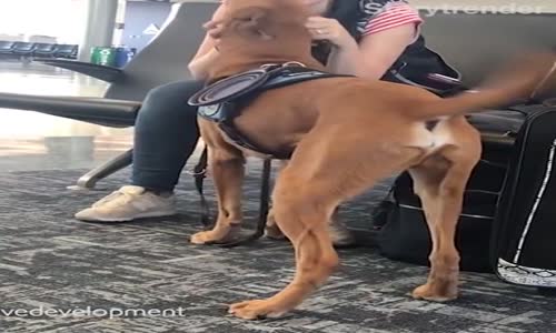 Panik Atak Durumlarında İnsan Dostuna Yardımcı Olması İçin Eğitilen Köpek