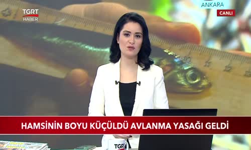 Hamsinin Boyu Küçüldü Avlanma Yasağı Geldi