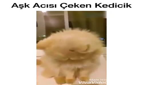 Aşk Acısı Çeken Kedicik