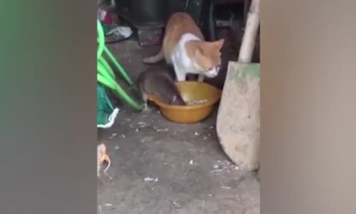 Yemeğini Çalan Fareye Dokunmayan İlginç Kedi