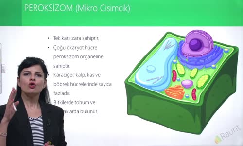 EBA BİYOLOJİ LİSE - CANLILARIN TEMEL BİRİMİ HÜCRE - KOFUL, SENTROZOM VE ÇEKİRDEK - PEROKSİZOM