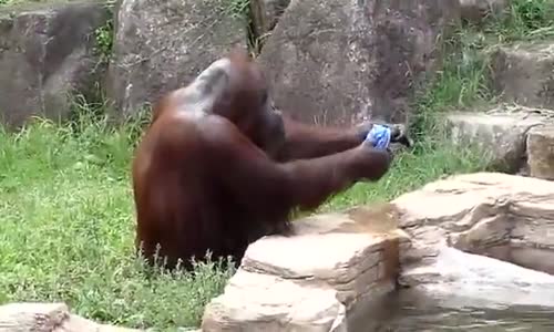 Tiziz Orangutanın Sevimli Halleri