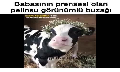 Babasının Prensesi Olan Pelinsu Görünümlü Buzağı