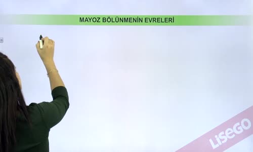 EBA BİYOLOJİ LİSE - HÜCRE BÖLÜNMELERİ - MAYOZ VE EŞEYLİ ÜREME - MAYOZ - MAYOZ, İNTERFAZ