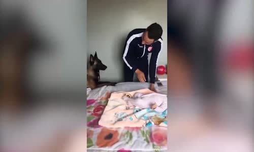 Alman Çoban Köpeğinin Koruma İçgüdüsü