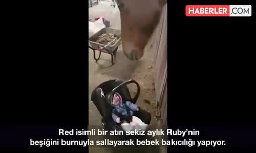 Bebek Bakıcılığı Yapan At Şaşkına Çevirdi