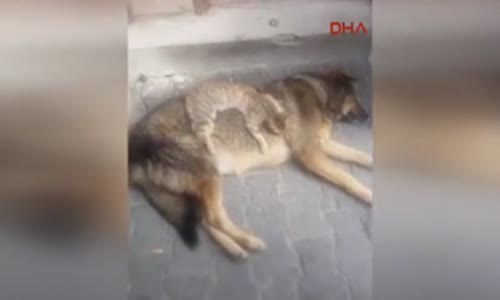 Rize'de Köpek Ve Kedinin İlgi Çeken Dostluğu