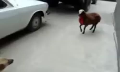 Köpeğe Saldıran Koç