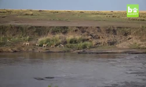 Yavrusu İçin Kendisini Timsahlara Yem Eden Ceylan