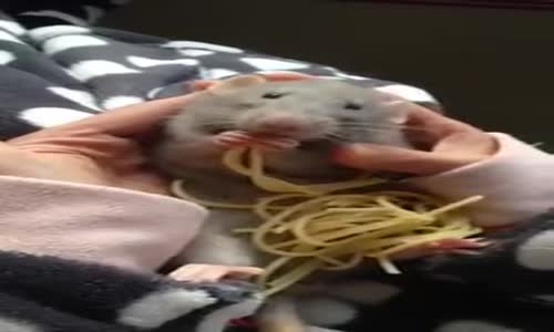 Spagetti Bu Kadar Mı Güzel Yenir