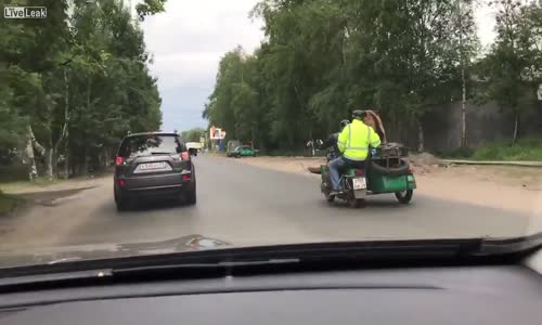 İnsan Gibi Yolculuk Yapan Pek Rahat Ayı