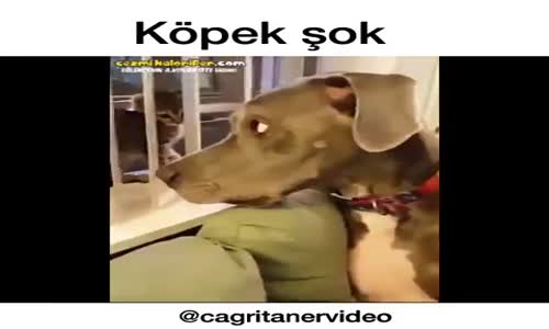 Köpek Şok