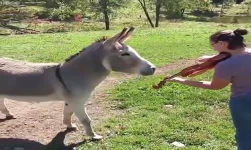 Kemana Eşlik Eden Sanatçı Ruhlu Eşek _Çok Güleceksiniz