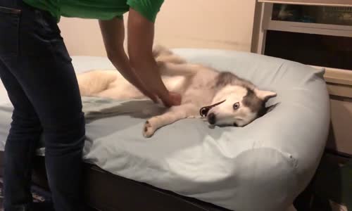 Şapşal Şapşal Bakan Tembel Husky