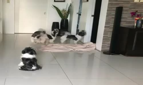 Sihirbazlık Numarasını Çözen Köpekler