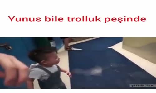 Yunus Balığının Yaptığı Trol