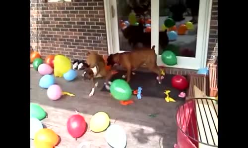 Balon Patlatmaya Bayılan Köpekler