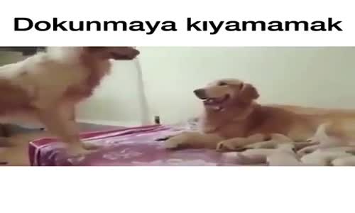  Sevdiği Köpeğe Dokunmaya Kıyamamak