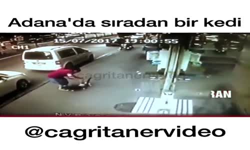 Köpeğe Ve Sahibine Saldıran Kedi 