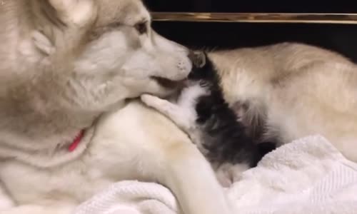 Yavru Kedi Ve Köpeğin Sevimli Anları