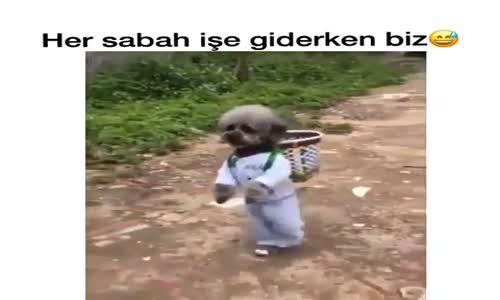 Zavallı Küçük Köpek