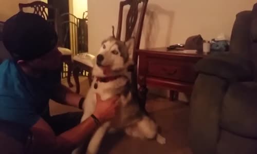 Kazara Marijuana Yutan Husky