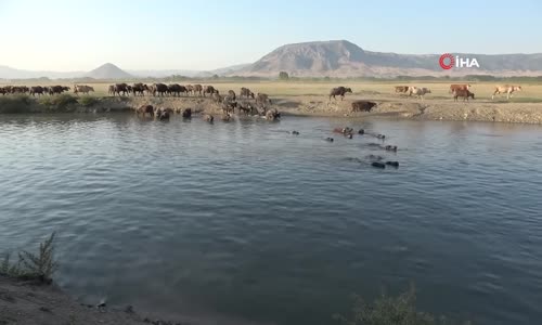 Afrika Sıcaklarında Belgeselleri Aratmayan Görüntüler 