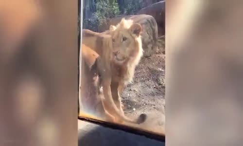 Aslan Kıyafeti Giyen Bebeğe Aslanın Tepkisi