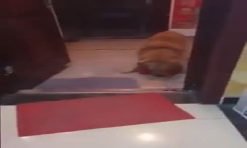 Sahibine Evladı Gibi Bakan Sadık Köpek