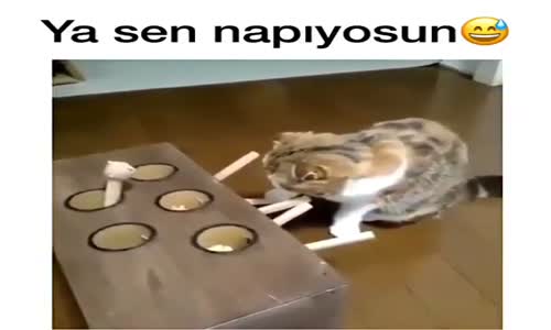 Daireden Çıkan Eşyayı Yakalamaya Çalışan Kedi