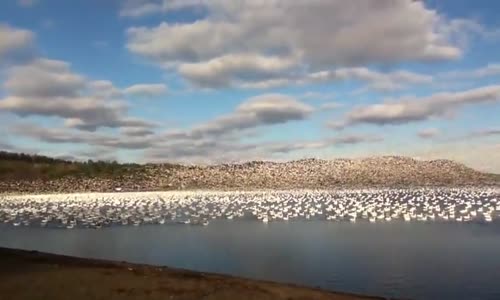 Binlerce Kazın Göç İçin Aynı Anda Uçması